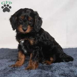 Marissa, Cavapoo Puppy